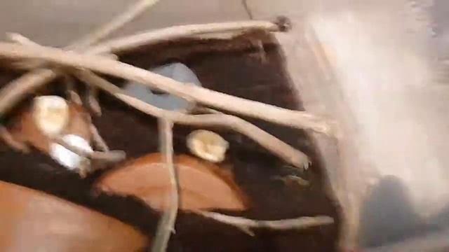 Fruit Beetle Care P1 смотреть онлайн
