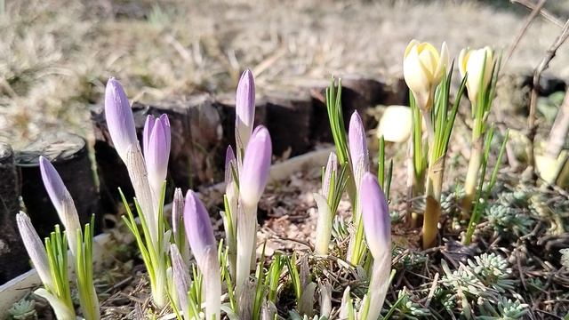Зацвели ботанические крокусы на даче в марте 2025 смотреть онлайн