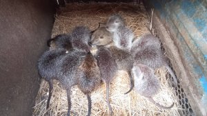 Переживаем за НУТРЯТ. Опять обещают морозы! Пора составлять список дел. 16.03.25