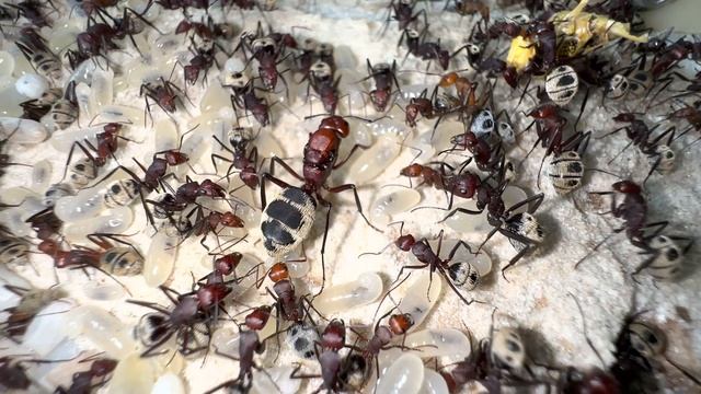 Camponotus detritus 03/04/2023 смотреть онлайн