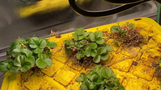 3 easiest fruit to grow indoors смотреть онлайн