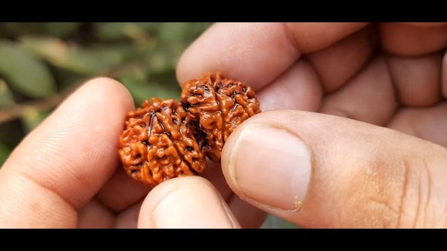 Buy Original Nepali Gauri Shankar Rudraksha # GS04 смотреть онлайн