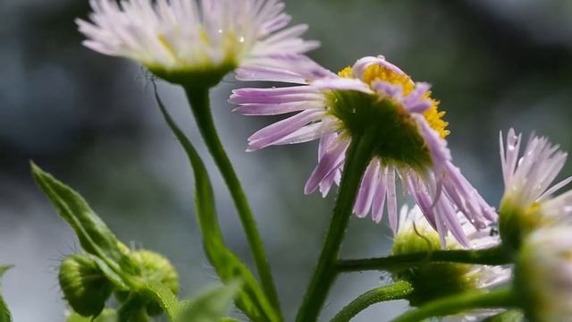 Erigeron annuus.mp4 смотреть онлайн