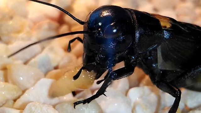 Щурец (Gryllus campestris) домашен любимец-вечеря :) смотреть онлайн