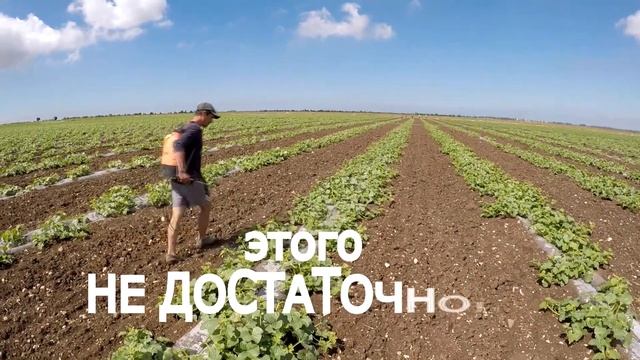 Дыня - серия 8. Как лучше не опрыскивать дыню. Как опрыскивать дыню смотреть онлайн