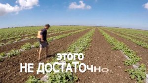 Дыня - серия 8. Как лучше не опрыскивать дыню. Как опрыскивать дыню