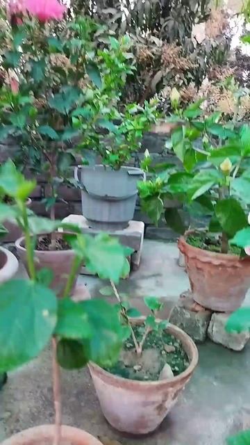 My Little Terrace Garden Overview 😁😁 #easygardening #garden #hibiscus #sadabahar #trending