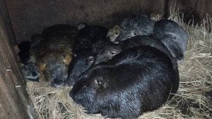 Самочки ощенились. Разноцветные НУТРЯТА. 18.03.25