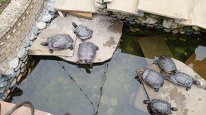 Черепашки в пруду