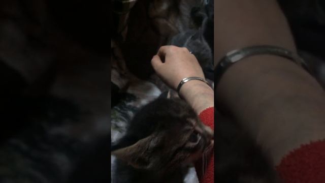 КОТИКИ#1 хр издиватьса смотреть онлайн