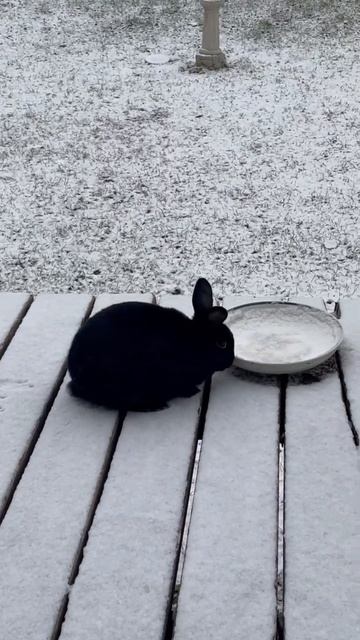 Bunny enjoying the first snowfall of the winter season ❄️☃️🐰 смотреть онлайн
