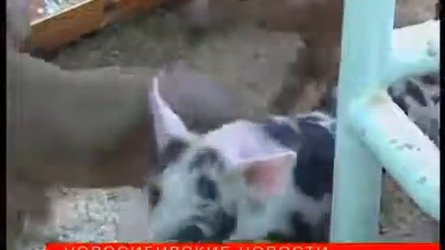Меркурий_Новосибирские новости_12.07.18_00.00 смотреть онлайн