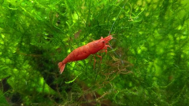 Cherry shrimp/ neocaridina davidi смотреть онлайн
