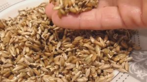 Хлеб из пророщенной ржи и семени льна