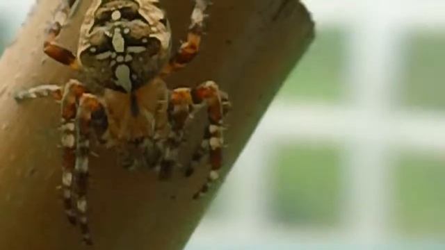 CROSS SPIDER [ARANEUS DIDEMATUS] смотреть онлайн