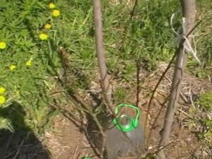 Реанимация саженцев после морозов - один из вариантов.