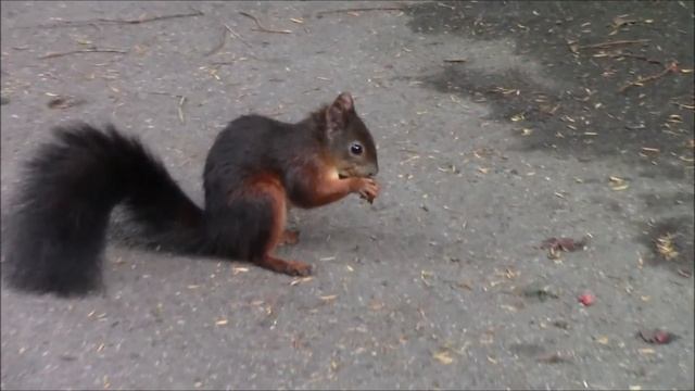 зоопарк Вильгельма, Штутгарт, часть пятая смотреть онлайн