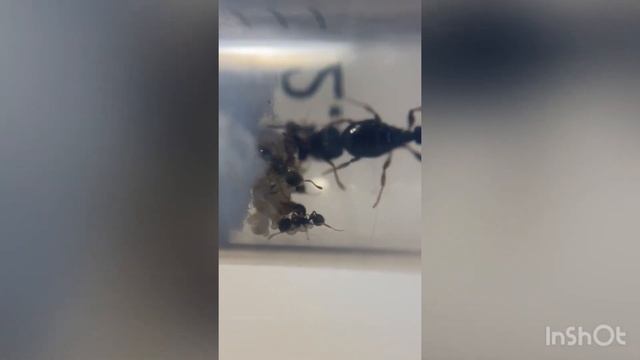 Мои муравьи 🐜❤️🔥#МуравьиЯрославль смотреть онлайн