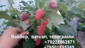 Малина ремонтантная карамелька.