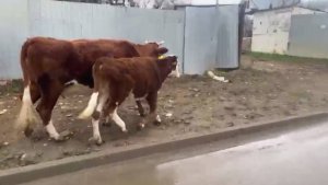 В Кисловодске отлавливают нелегальных сельскохозяйственных туристов