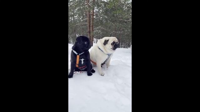 ТИК ТОК НЬЮ | ТИК ТОК ТРЕНД | МАРИО | ФОЛЬГА И БУТЫЛКА