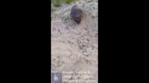 Рыбалка. Конкурент на рыбалке