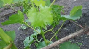 Виноград. Так сколько же побегов оставлять на рукаве ?..