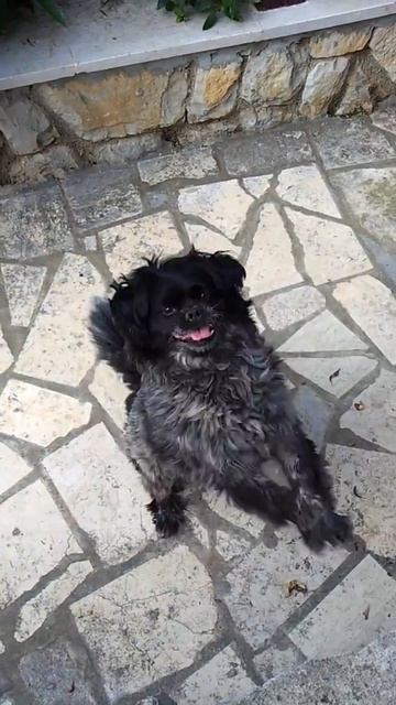 Собак попрошайничает смотреть онлайн