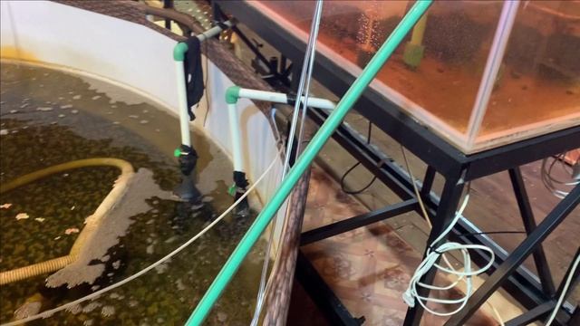 Пруд в гараже.Новые компрессоры.Лотосы растут.Рыба плавает смотреть онлайн