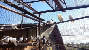 Домашние голуби