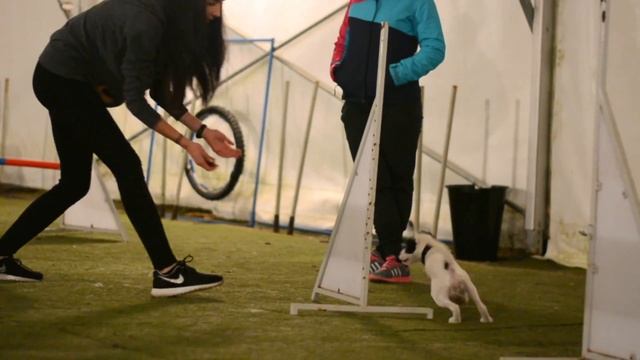 Bailleys • First AGILITY training 2/12/2016 смотреть онлайн