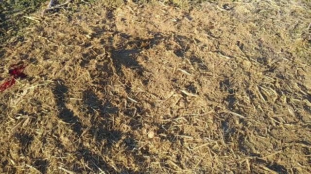 Coyote Trapping 2021-2022 Season: Cold Weather Coyote смотреть онлайн