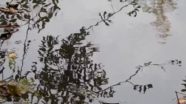 Отражение деревьев в речной пресной воде смотреть онлайн