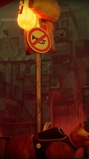 Кот из Stray: Реальные кошки, оживившие игру | История создания персонажа