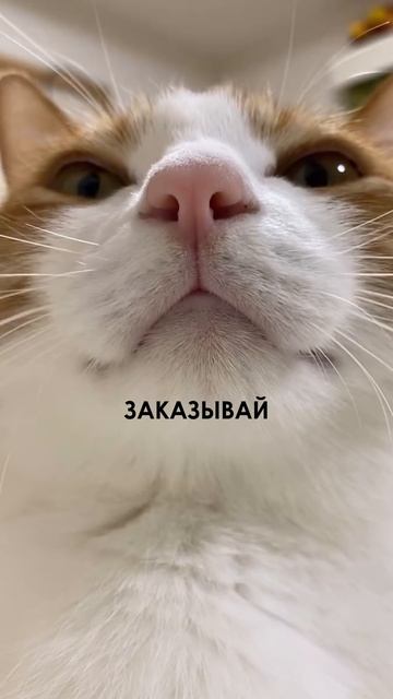 ЗАКАЗЫВАЙ смотреть онлайн