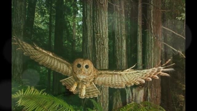Inspector Morse Theme - Barrington Pheloung (Sweet Green Dreams) смотреть онлайн