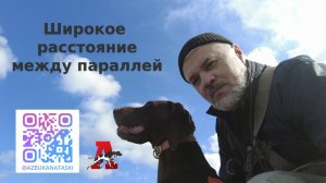 Широкое расстояние между параллелями (постановка челнока у легавой собаки)
