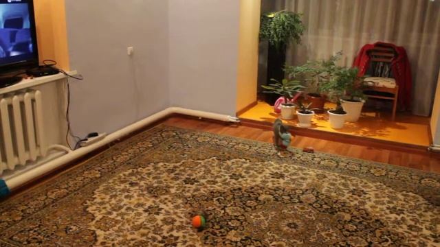 кот приносит игрушку! смотреть онлайн