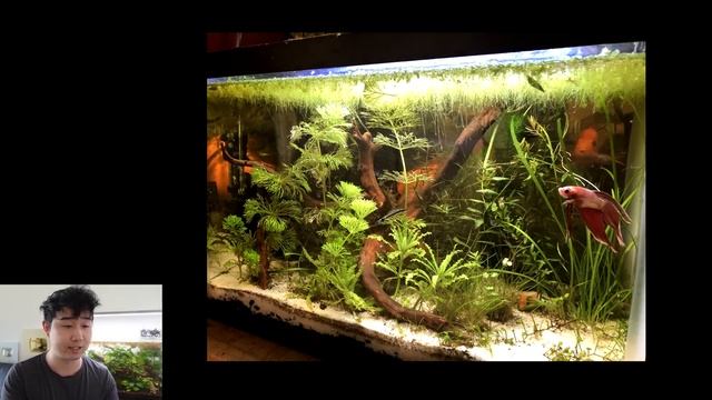 these fish tank ideas are NEXT LEVEL | Fish Tank Review 263 смотреть онлайн