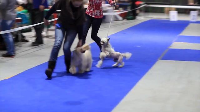 Olegro Katrin Donna Karan