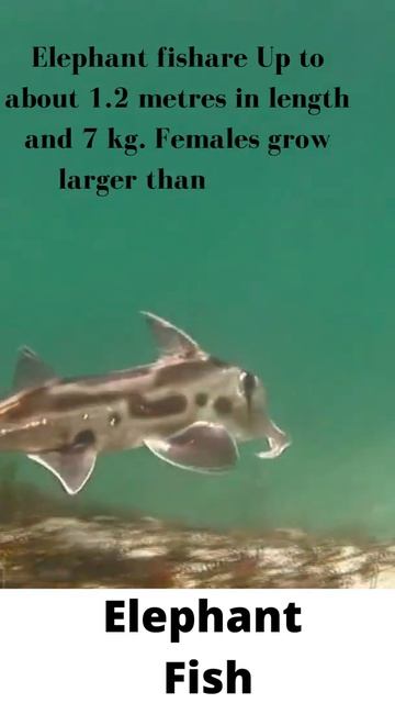 Elephant Fish(Unique and Rare Fish)#shorts смотреть онлайн