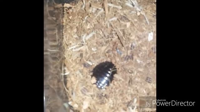 Macropanesthia rhinoceros pärchen 😍 смотреть онлайн