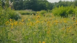 Вертимек применение для огурцов от вредителей - Овощи