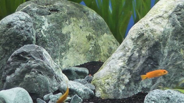 Cristian Chiornita - Aquaristica Biotope Contest - Rimini Fiera 2016 смотреть онлайн