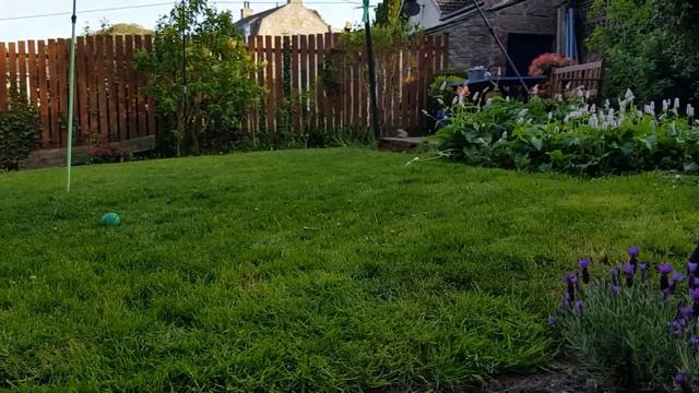 Garden is full of dogs. Огород полон собак. смотреть онлайн