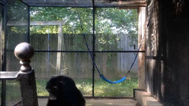 Footage from June 8, 2018 -- Bow Bouncing, Damaged Butterflies смотреть онлайн