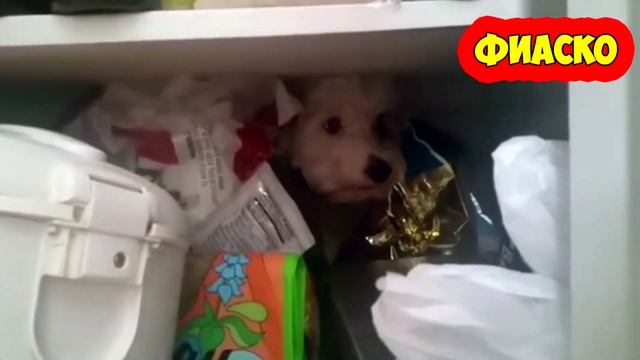 Старые собаки - новые фиаско смотреть онлайн