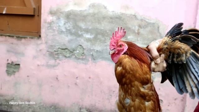 Cute Village Boy playing with Cock| village boy life || Cow sounds Moo || Funny Boy eating video || смотреть онлайн