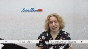 Кошка не ест - что делать