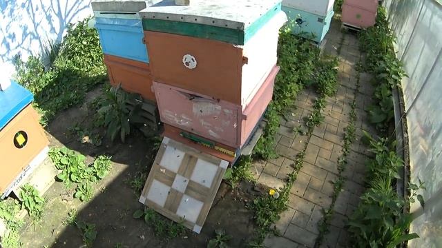 Прекратить роение пчёл на пасеке можно за несколько минут. смотреть онлайн